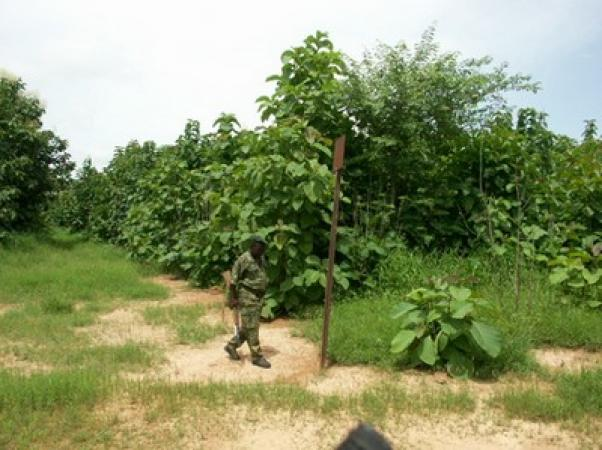 Mali : deux gardes forestiers maliens tués dans deux attaques