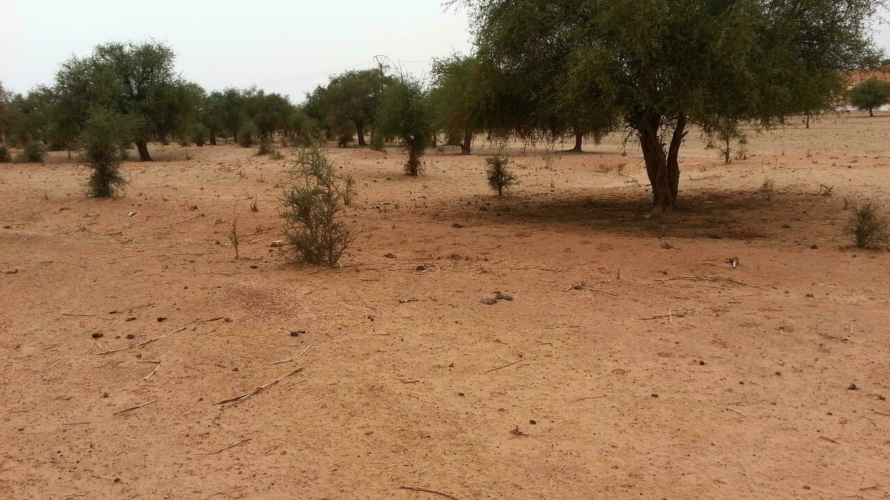 Niger: de nombreux membres d’un comité d’autodéfense tombent dans une embuscade jihadiste