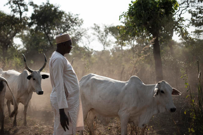 En Centrafrique, des éleveurs pris en tenaille entre milices et militaires