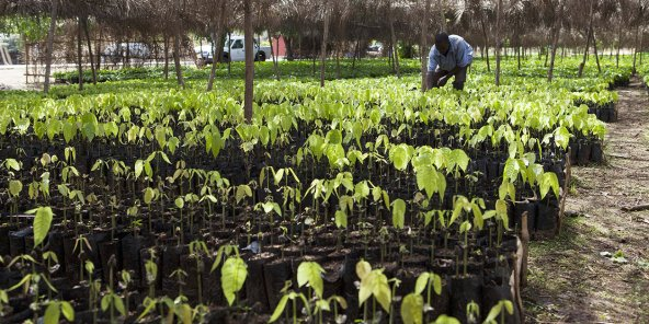 Côte d’Ivoire-Ghana : « l’Opep du cacao » doit-elle croire aux primes de Nestlé ?