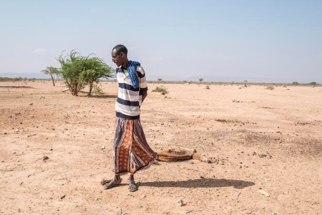 En Ethiopie, la pire sécheresse « jamais vécue » ravage les vies des nomades somali