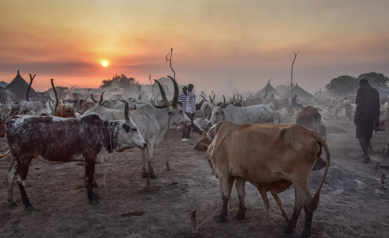 South Sudan: What Cattle Conflicts Say About Identity in South Sudan