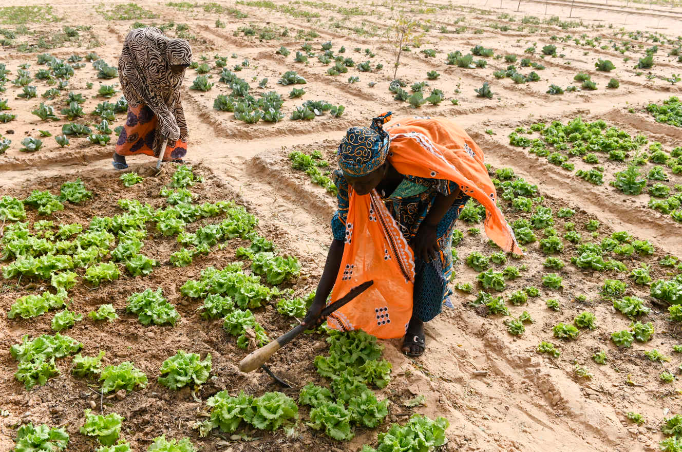 Le district de Maradi, au Niger, pris en étau entre crise alimentaire et banditisme