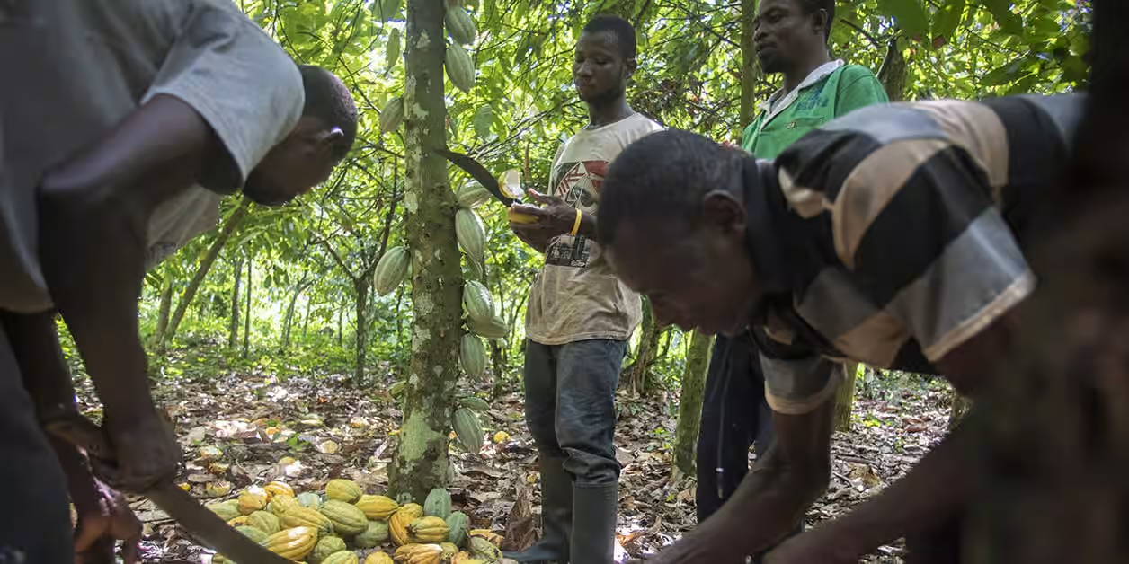 Cacao : l’alliance Côte d’Ivoire-Ghana durcit le ton face aux multinationales