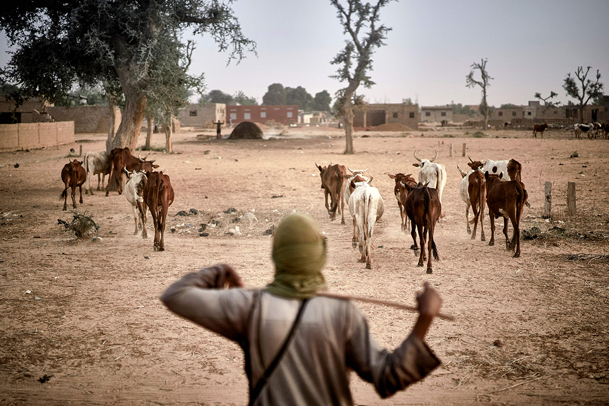 In Disorder, They Thrive: How Rural Distress Fuels Militancy and Banditry in the Central Sahel