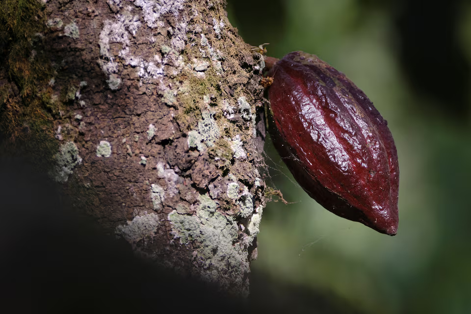 Ghana to raise cocoa farmgate price by up to 50%, Cocobod says