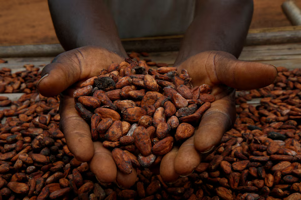 Ivory Coast regulator postpones main crop cocoa contracts