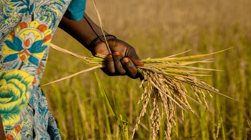 The Horn Of Africa States: Agriculture The Only Savior – OpEd